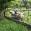 Maria Nutt : Warm Valley Orchard - Image 6