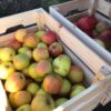 Maria Nutt : Warm Valley Orchard - Image 4