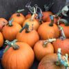 Maria Nutt : Warm Valley Orchard - Image 5