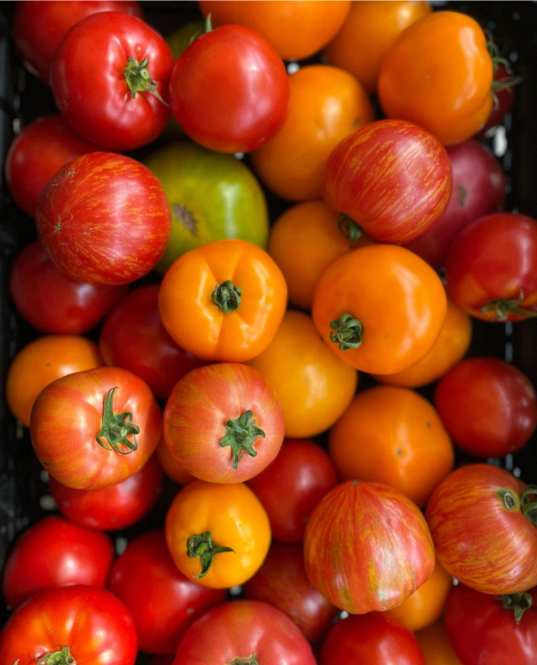 colorful heirloom tomatoes