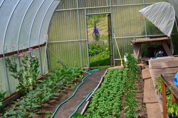 rows of baby plants in greenhouse