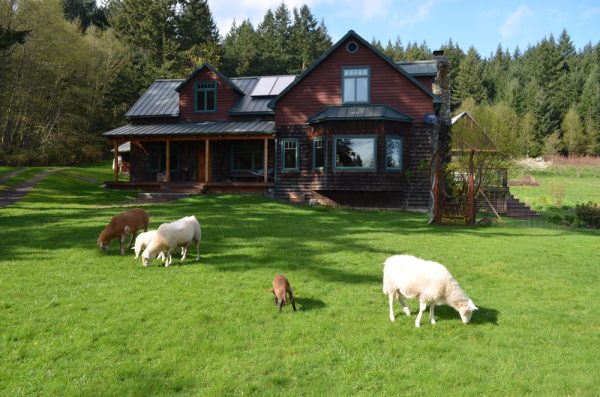 sheep grazing in front of wooden farmhouse