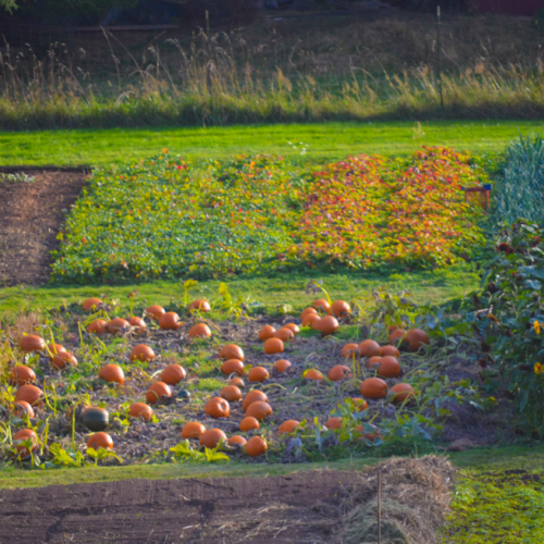 field of pumpkins