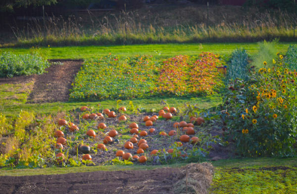 field of pumpkins