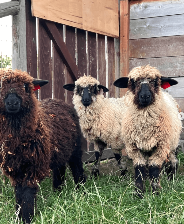 3 fuzzy sheep standing by a barn