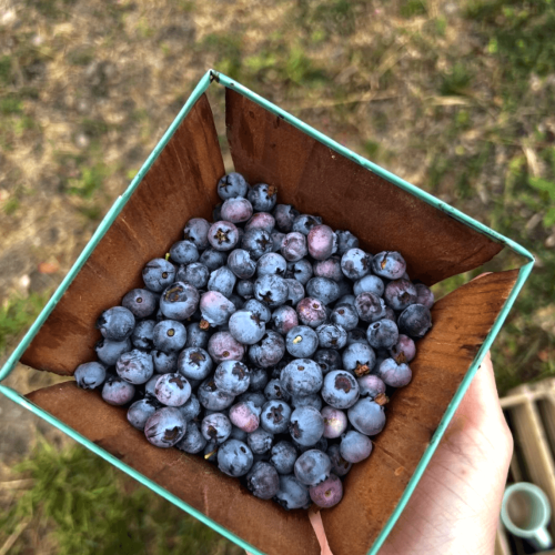 square dish of fresh blueberries