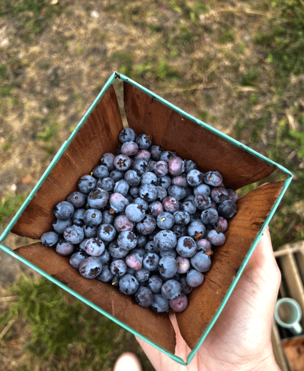 square dish of fresh blueberries