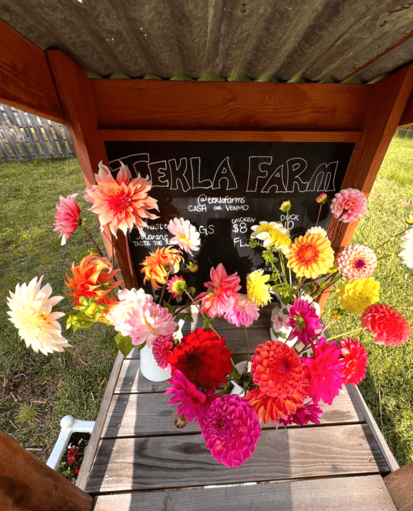 arrangement of colorful pink dahlias