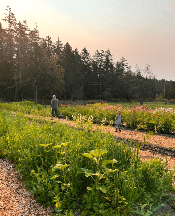 man and boy strolling through u-pick fields