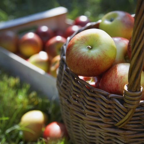 fall harvest basket of apples