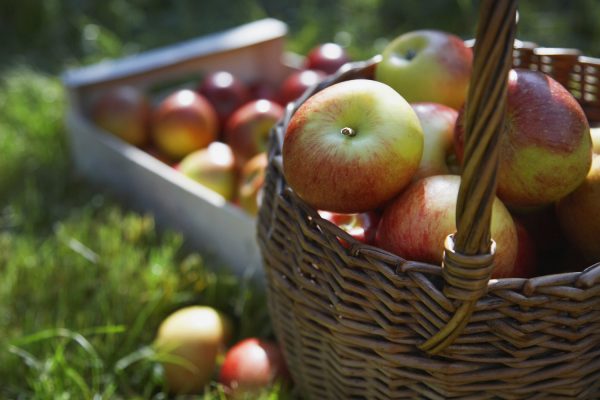 fall harvest basket of apples