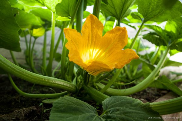 light shining through yellow squash blossom