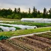 New Hannah Farm - Image 4
